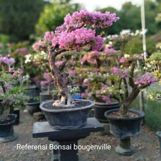 Jual Bibit Bonsai Bunga Kertas Bougenville / Bogenville Ungu Mikro  Indonesia|Shopee Indonesia