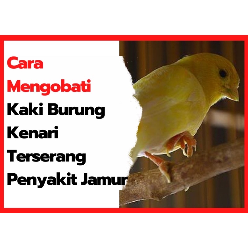 Jual Obat Kaki Burung Feed Sol Ampuh Mengobati Jamur Kaki Di Angkat Iritasi Bintil Kaki Indonesia|Shopee Indonesia 800_X_800_jpg