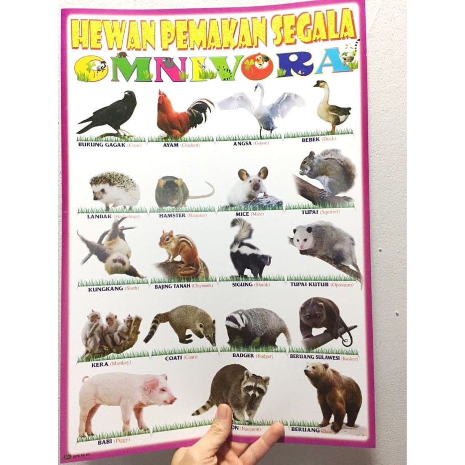 Best Seller MAINAN POSTER EDUKASI HEWAN OMNIVORA PEMAKAN SEGALA TERMURAH  Limited | Shopee Indonesia