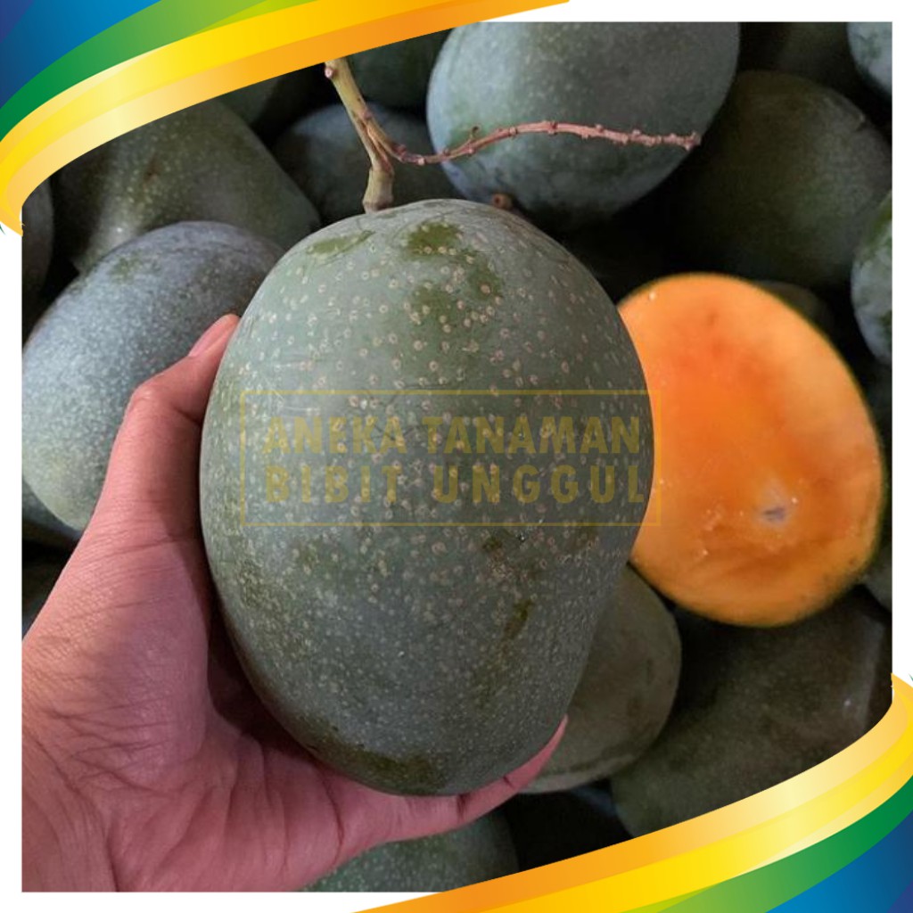 mangga madu Harga Terbaik - Oktober 2021 | Shopee Indonesia