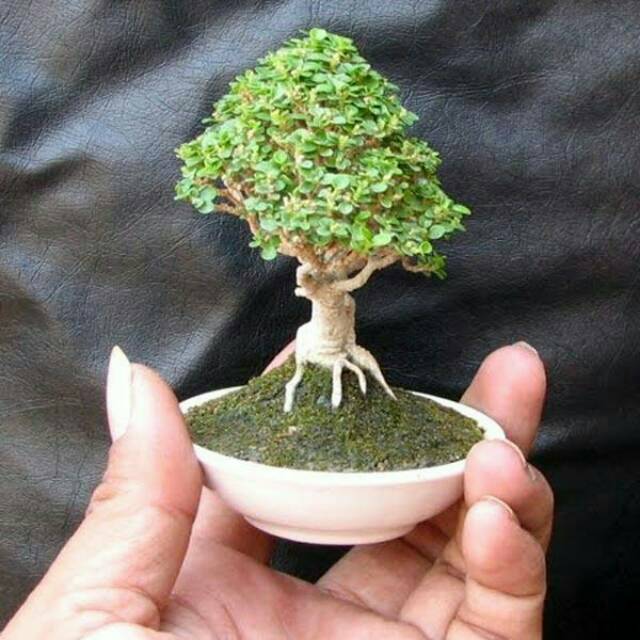 Jual Bibit Bonsai Sancang Indonesia|Shopee Indonesia