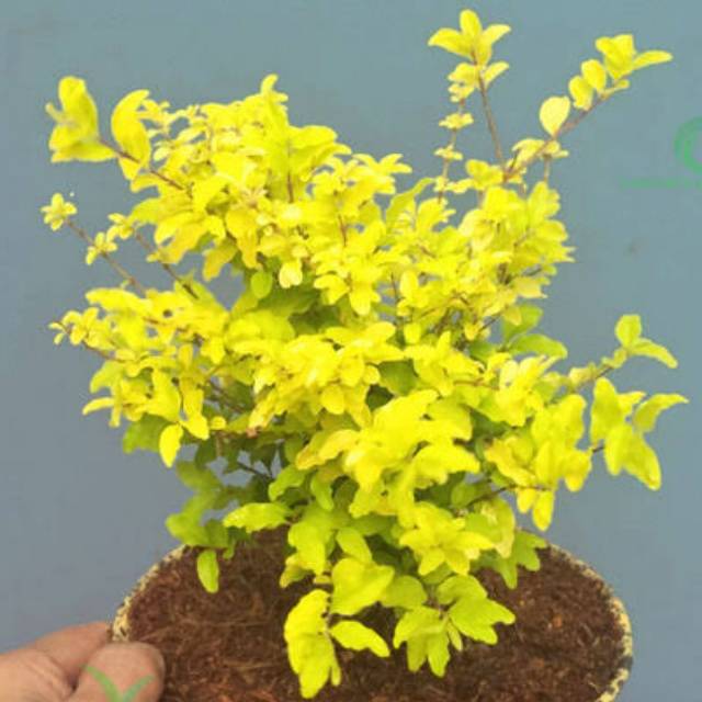 Jual Tanaman Bahan Bonsai Kututan Kuning(Sunshine Ligustrum)  Indonesia|Shopee Indonesia