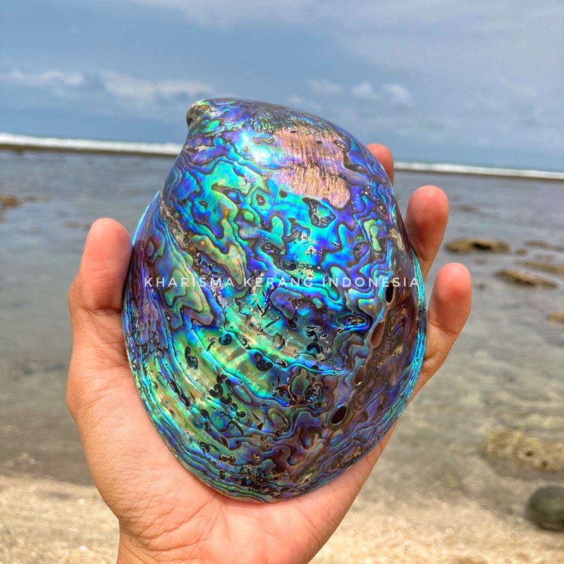 Jual PAUA ABALONE SHELL TP9 HALIOTIS IRIS HALIOTIDAE CANGKANG KERANG