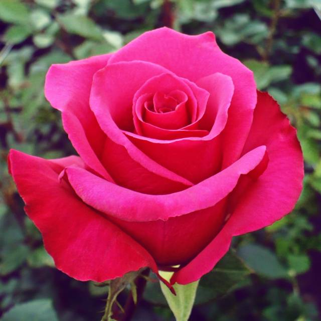 Paling Populer 14+ Foto Bunga Rose Pink Gambar Bunga Indah