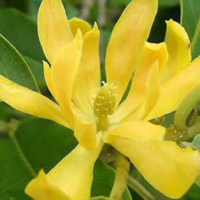 Pohon Bunga Cempaka Wangi