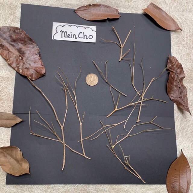 Ranting Putih Batang Kayu Kering Kecil Tangkai Properti Foto Dekor Hiasan  Rustic Dekorasi Rustik | Shopee Indonesia