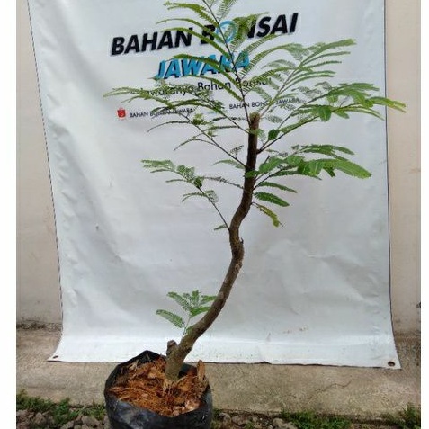 Jual Bonsai Malaka/ Kemloko/ Dongkelan Bogel Indonesia|Shopee Indonesia