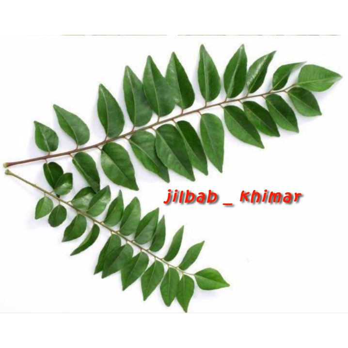 DAUN KARI / RUKURUKU / SALAM KOJA / TEMURUI / KOROKELING SEGER