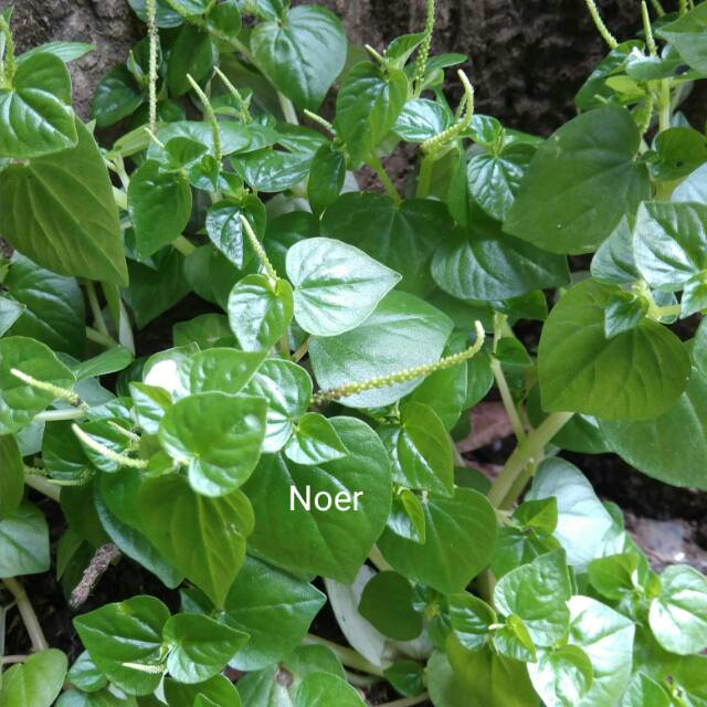 Terbaru 26+ Gambar Daun Sirih Cina Sugriwa Gambar