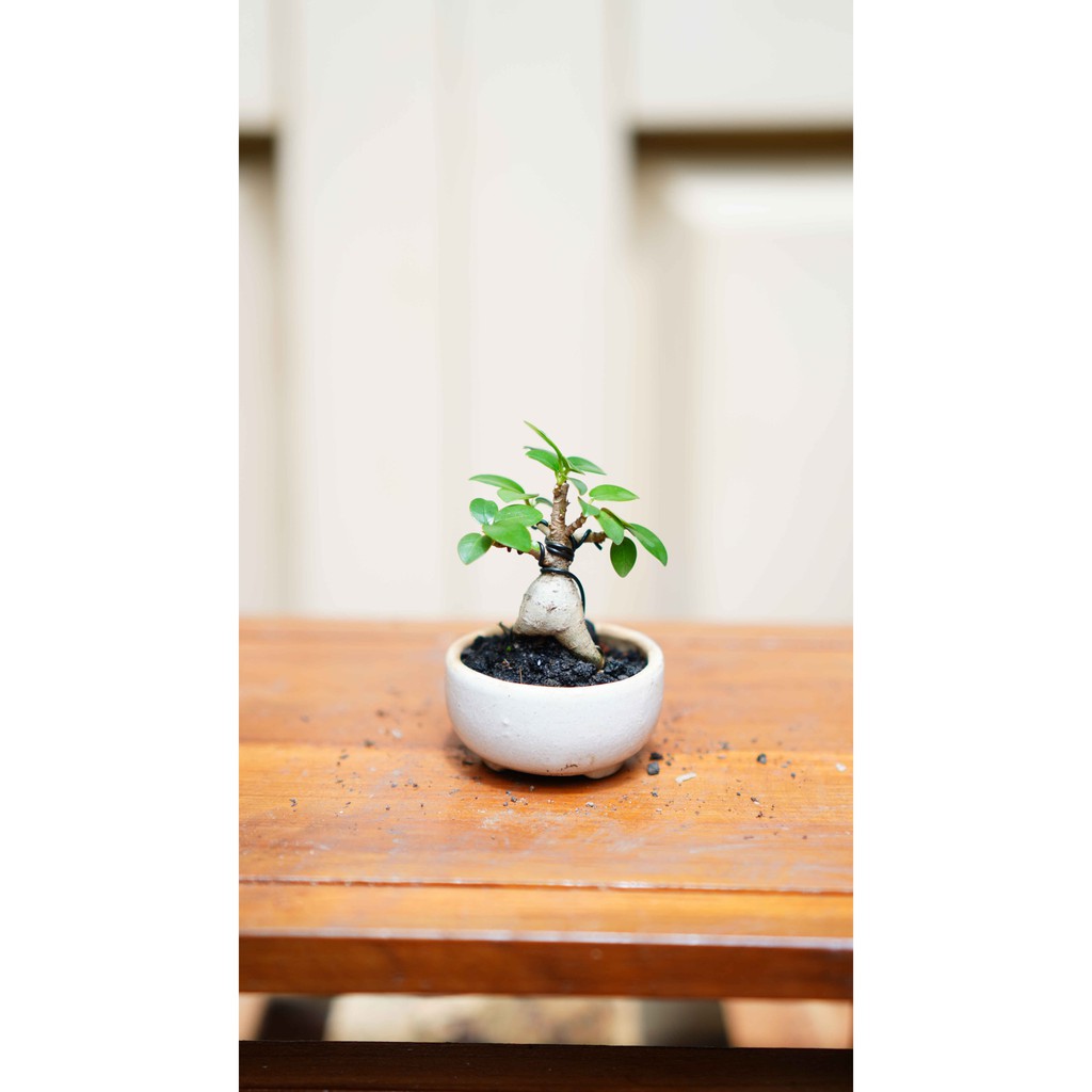 Jual Bahan Bibit Bonsai Beringin Ginseng / Kimeng Murah Indonesia|Shopee  Indonesia