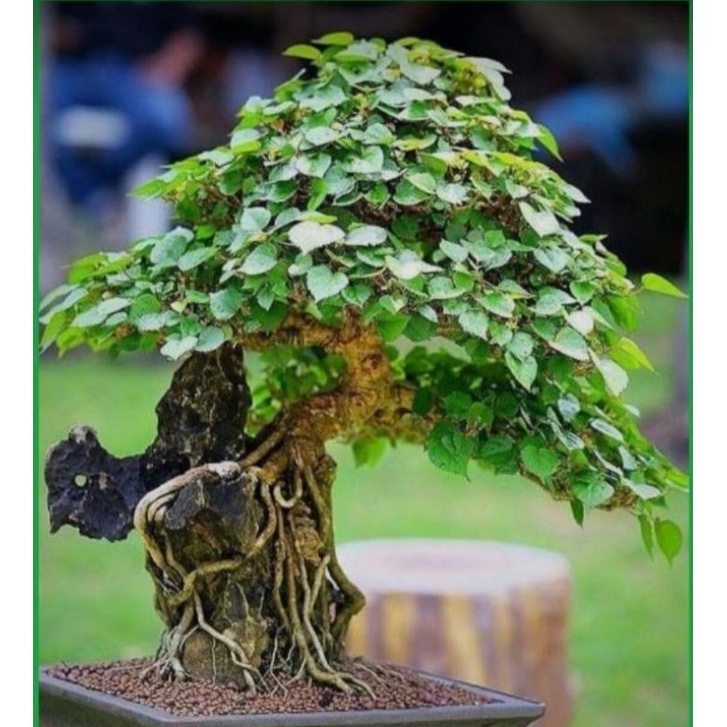 Jual Bahan Bonsai Waru Lokal//Waru Lokal Indonesia|Shopee Indonesia