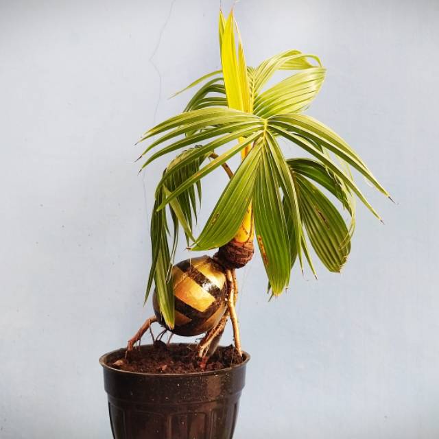 Harga Bonsai Kelapa Terbaru November 2021 | Biggo Indonesia