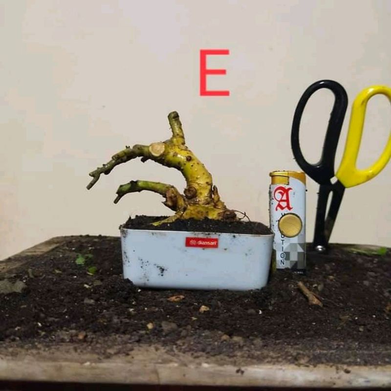 Jual Bahan Bonsai Serut Mame Batang Tunggal 3K Indonesia|Shopee Indonesia