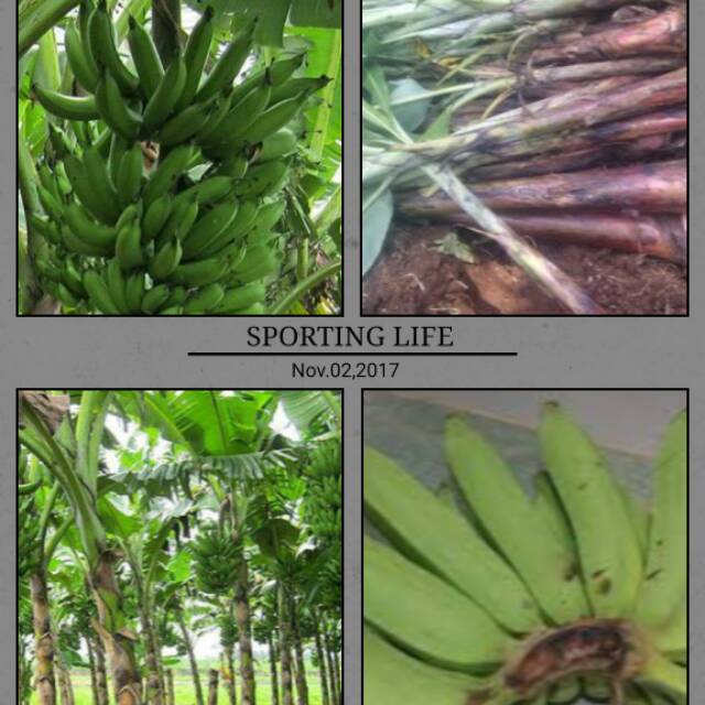 bibit pisang raja nangka rajanangka 200gram Shopee Indonesia