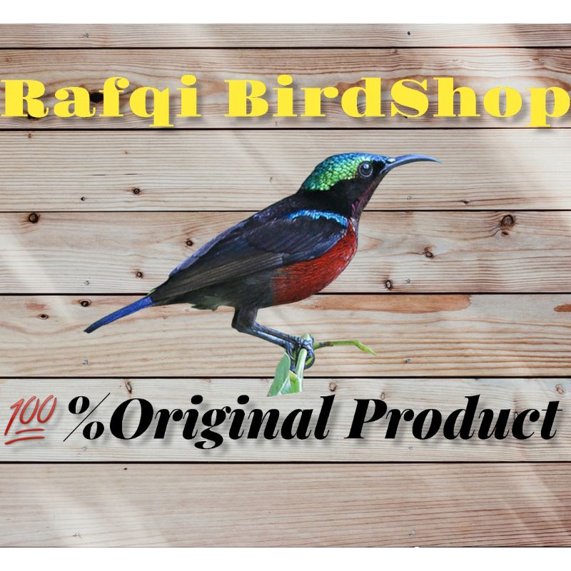 Jual Burung Konin (Kolibri Ninja) Indonesia|Shopee Indonesia 800_X_800_jpg