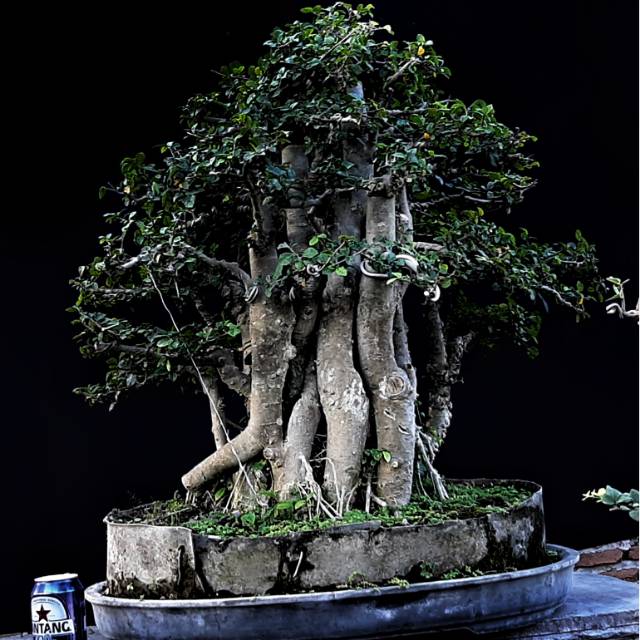 Jual Serut Grouping Indonesia|Shopee Indonesia