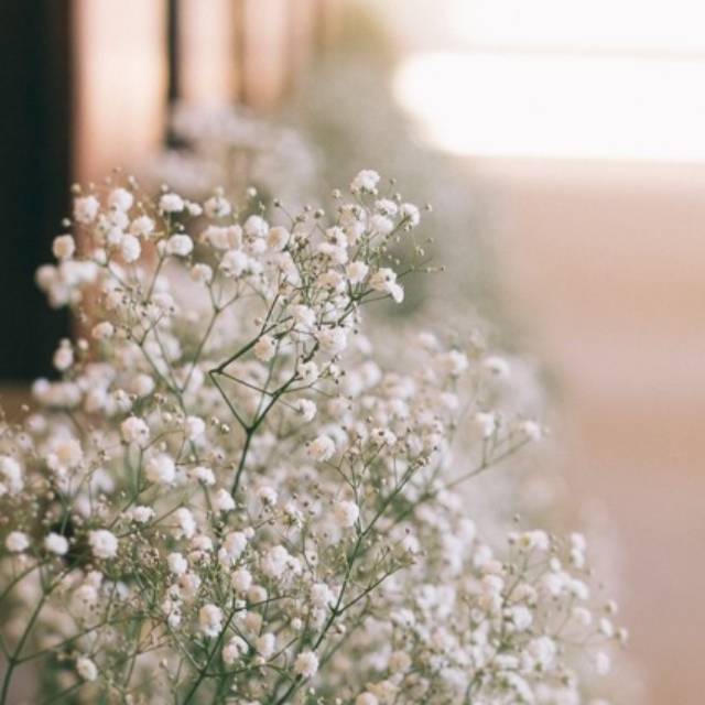 Jual Fresh Baby Breath Import, Fresh Gypsophila / Fresh flower Shopee