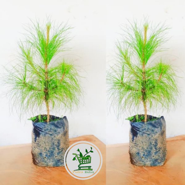 Bibit pohon pinus merkusii - pohon peneduh | Shopee Indonesia