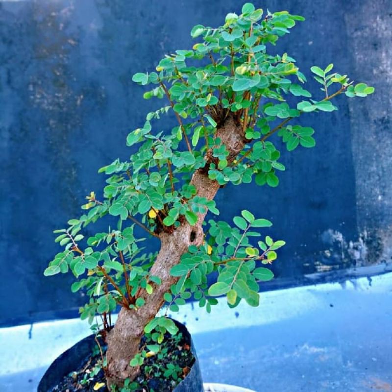 Jual Bahan Bonsai Ileng-Ileng Indonesia|Shopee Indonesia