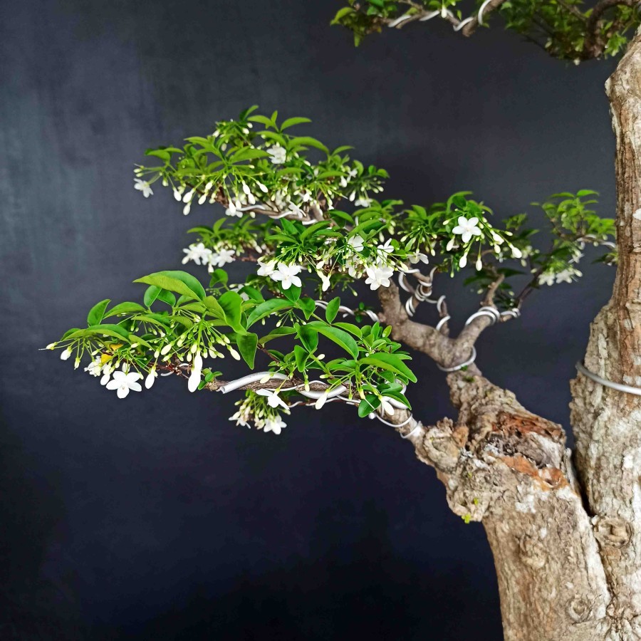 Jual Bonsai Tanaman Hias Anting Putri Mentaos Berbunga Wangi Alami  Indonesia|Shopee Indonesia