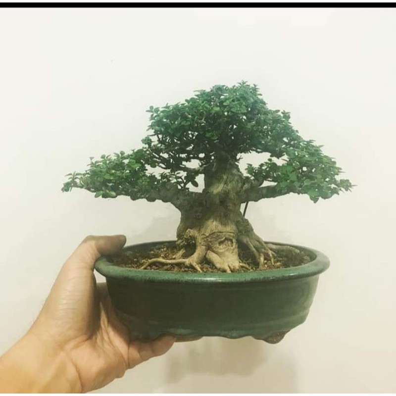Jual Bahan Bonsai Mame Serut Indonesia|Shopee Indonesia