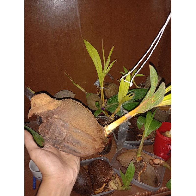 Jual Bonsai Kelapa /Bahan Bonsai Kelapa Ukiran Burung Indonesia|Shopee  Indonesia