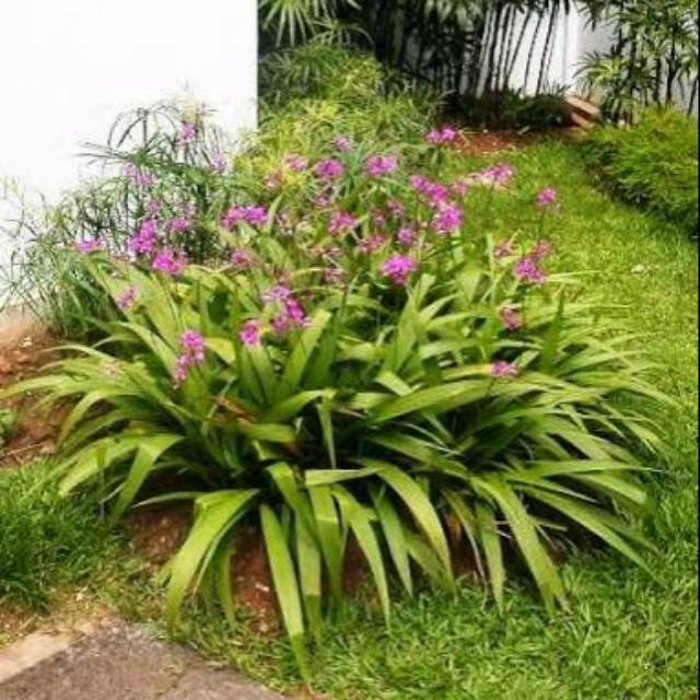 Paling Bagus 16+ Gambar Anggrek Tanah Gambar Bunga HD