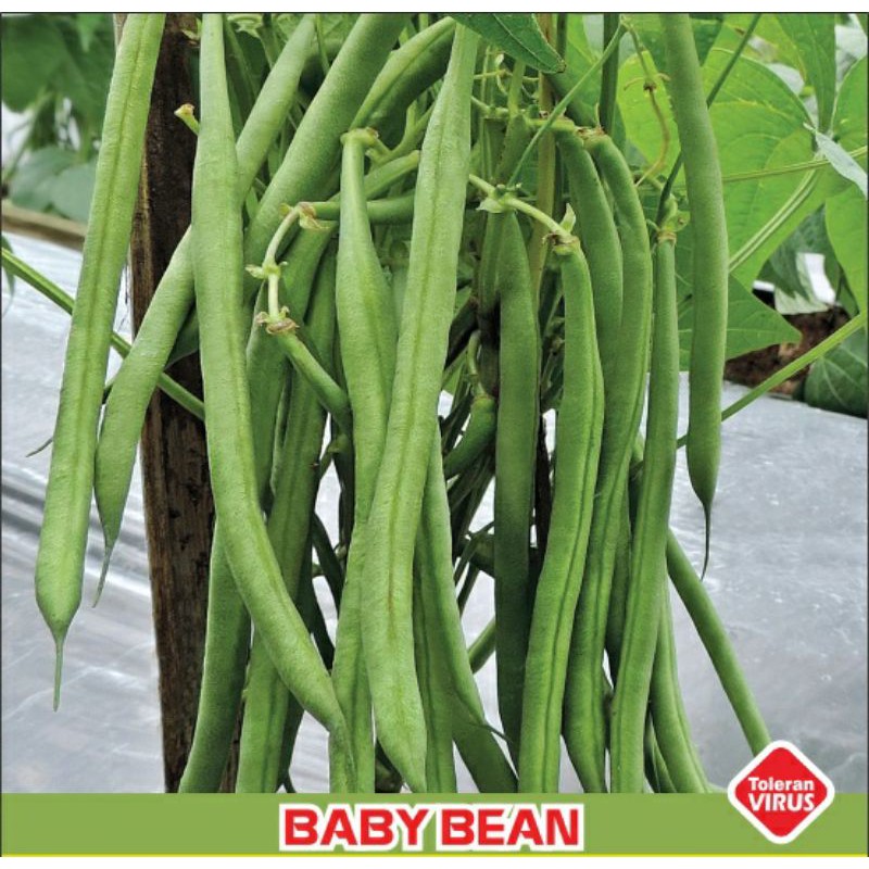 25 Biji Benih Buncis Tegak Baby Bean | Shopee Indonesia