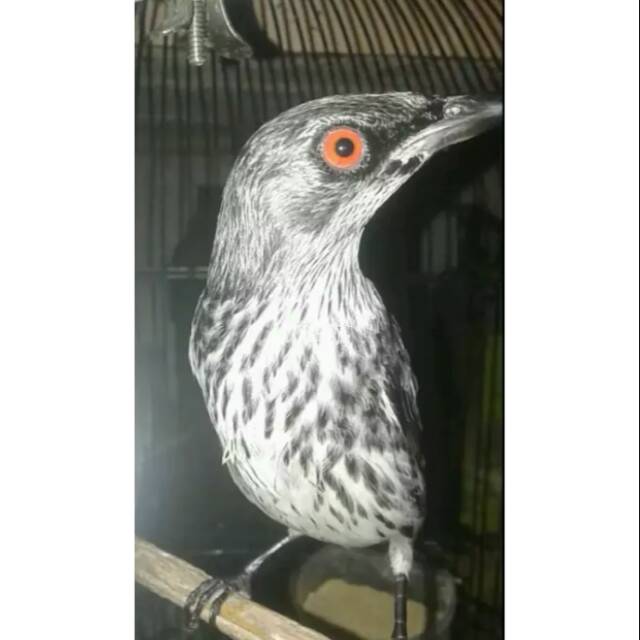 Jual Cucak Kelling Mistis Indonesia|Shopee Indonesia 640_X_640_jpg