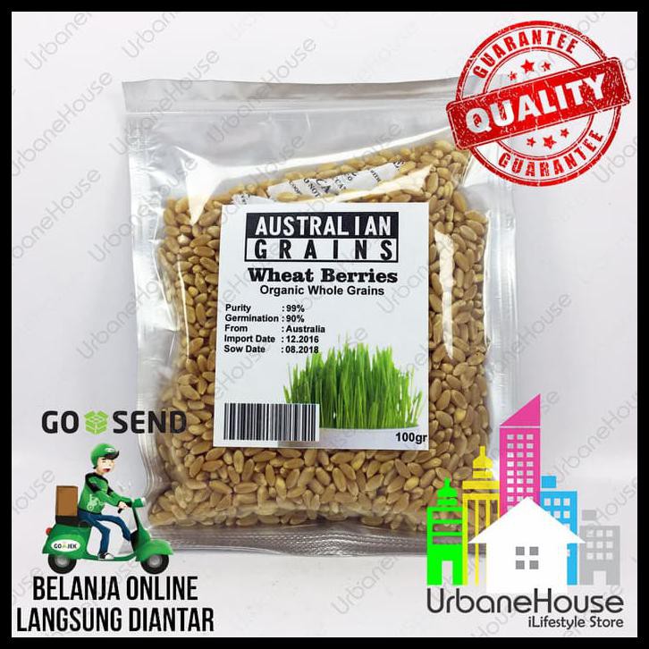 Benih Wheat Berries Wheat Grass Organic Import Rumput Gandum Organik |  Shopee Indonesia