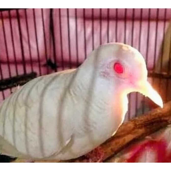 Jual Burung Perkutut Putih Lurik Albino Mata Merah Tembus Rawatan Bunyi  Indonesia|Shopee Indonesia