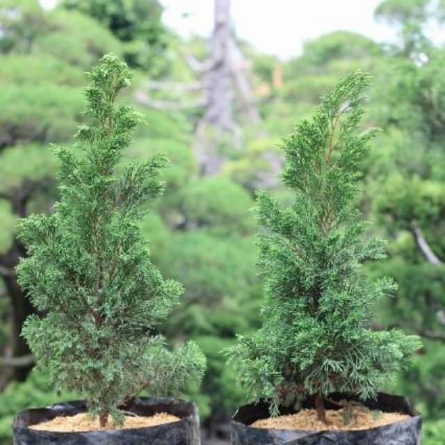 TANAMAN CEMARA / CEMARA / CEMARA LILIN PAPUA / CEMARA PUAPUA / CEMARA  PYRAMID / TANAMAN HIAS CEMARA | Shopee Indonesia