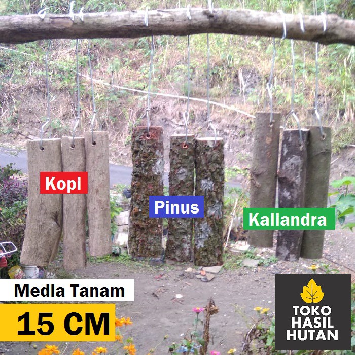 Kayu Media Anggrek 15 cm Kayu Kopi, Kayu Kaliandra &amp; Kayu Pinus | Toko Hasil  Hutan | Shopee Indonesia