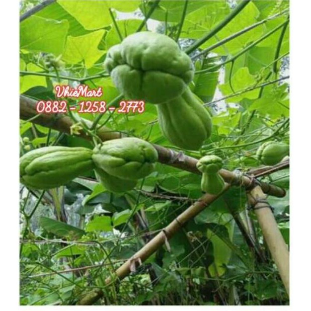 Harga Benih Labu Siam BENIH TOKO
