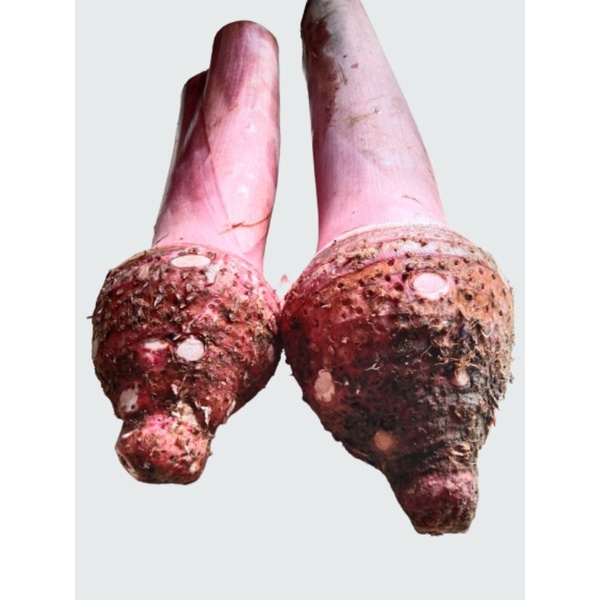 Jual talas ungu/talas bentul/talas bogor super pulen 1kg bisa 12 buah