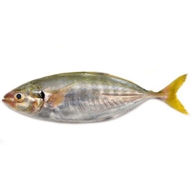 Ikan kembung gepeng / como Fresh Segar Kiloan Pasar Murah Jakarta