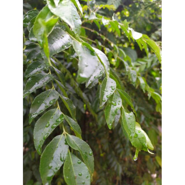 DAUN SALAM KOJA/ DAUN KARI / RUKURUKU / TEMURUI / KOROKELING SEGER