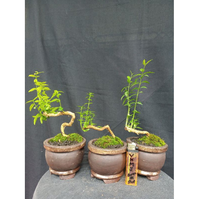 Jual Bonsai Mame Anting Putri Meliuk Indonesia|Shopee Indonesia
