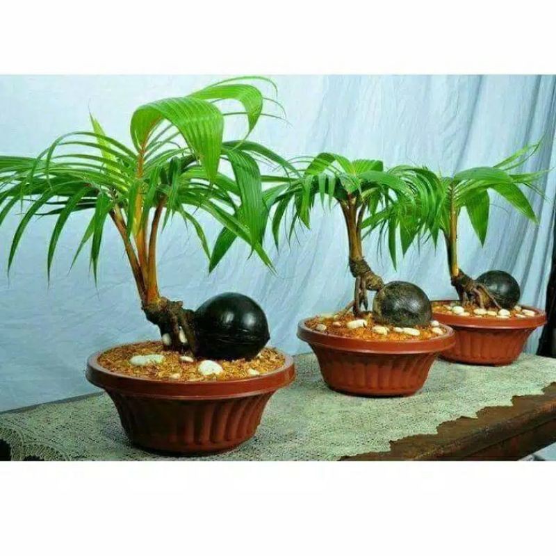 Jual ( Cod ) Bonsai Kelapa Gading / Hijau / Sayur - Bakalan Bonsai Kelapa -  Bonkla Indonesia|Shopee Indonesia