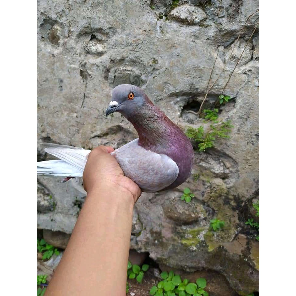 Jual Burung Merpati Tinggian Kolong Tinggi Pukul Jabelai Dara Balap | Shopee Indonesia