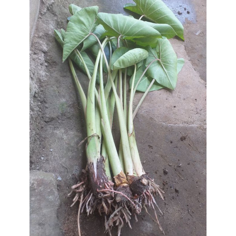 Jual Bibit talas khas bogor kwalitas WAHID Shopee Indonesia