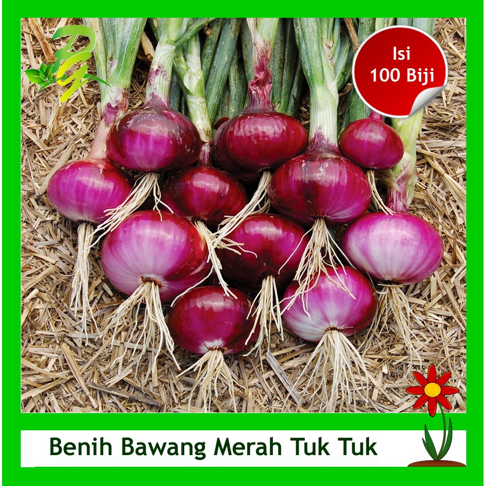 Bibit Bawang Merah Dari Biji BIBIT TAMAN