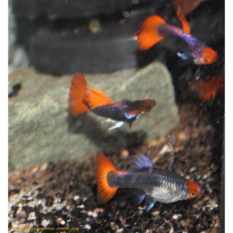 Jual Guppy Tuxedo Harga Terbaik Maret 2022 | Shopee Indonesia
