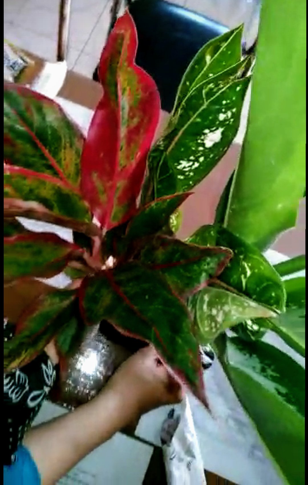 Tanaman hias aglonema aglaonema dona carmen Shopee Indonesia