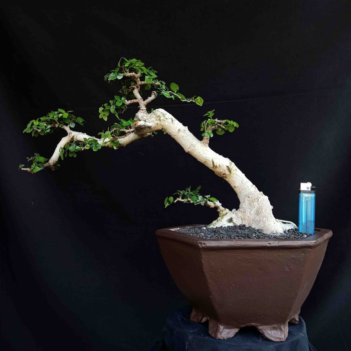 Jual Bonsai Tanaman Hias Pohon Serut Model Gaya Style Semi Cascade Unik  Indonesia|Shopee Indonesia