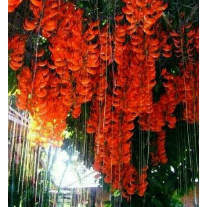 GROSIR tanaman flame of irian (bunga api) Shopee Indonesia