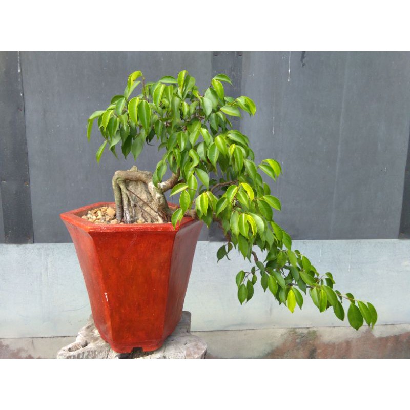 Jual Bonsai Beringin Penjing Indonesia|Shopee Indonesia