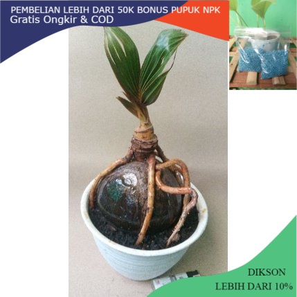 Jual Bonsai Kelapa Puyuh Hijau Indonesia|Shopee Indonesia