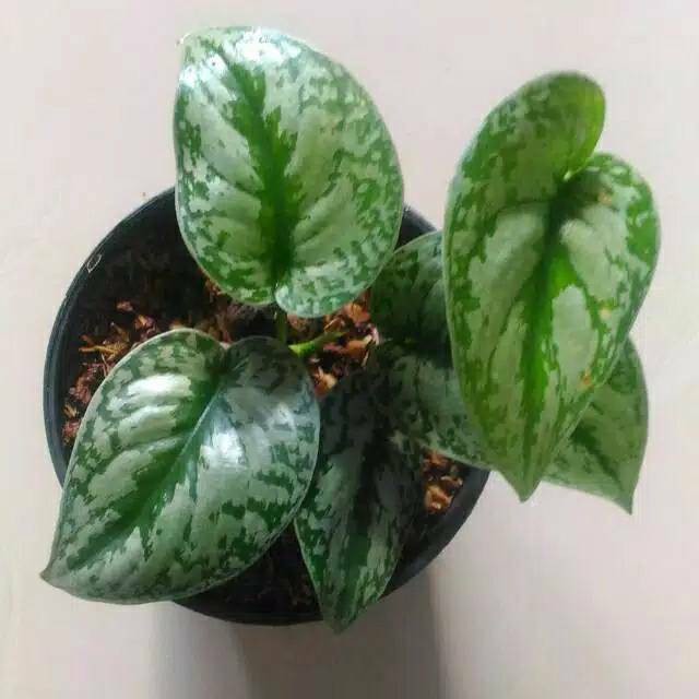 Tanaman Hias Rambat Sirih Gading Silver Shopee Indonesia