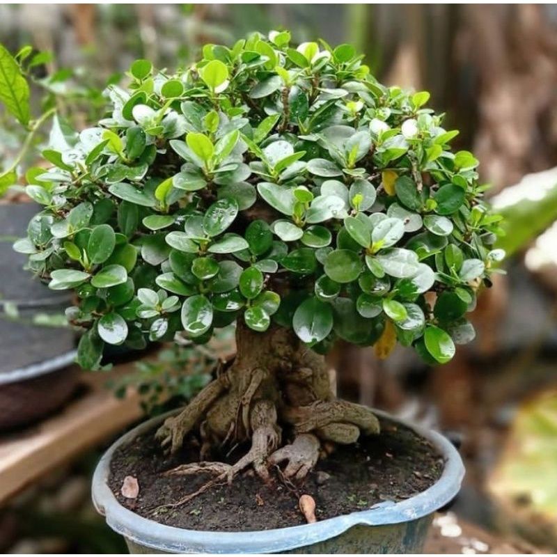 Jual Bahan Bonsai Beringin Dolar Siap Setting Bonsai Beringin Dolar Sehat  Akar Lebat Indonesia|Shopee Indonesia